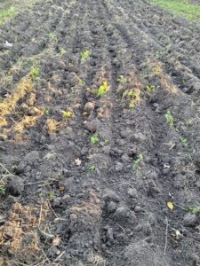 Filed for flower farming